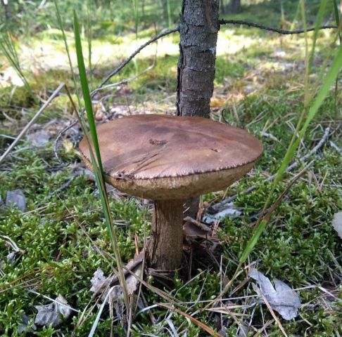 В национальном парке «Чаваш вармане» прошёл Фестиваль грибов - фото 5