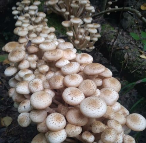 В национальном парке «Чаваш вармане» прошёл Фестиваль грибов - фото 6