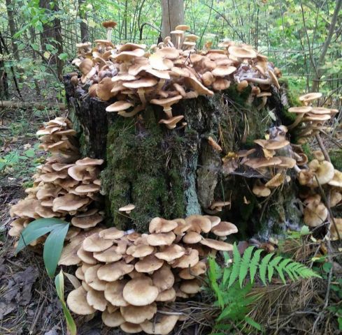 В национальном парке «Чаваш вармане» прошёл Фестиваль грибов - фото 7