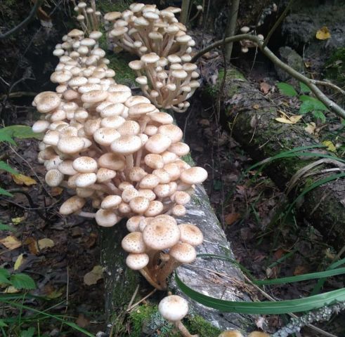 В национальном парке «Чаваш вармане» прошёл Фестиваль грибов - фото 8