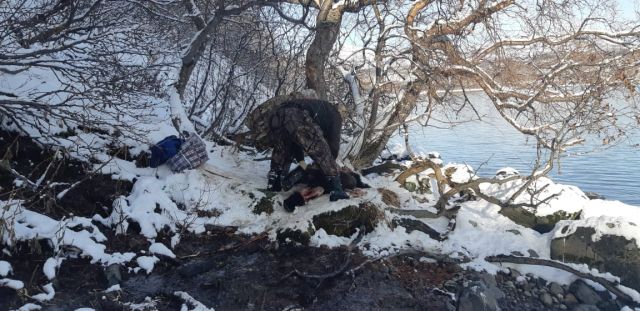 Медведи в районе Курильского озера массово гибнут от неизвестного заболевания  - фото 3