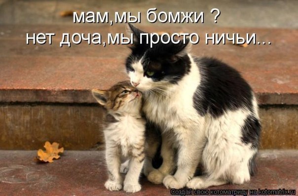 19 августа прошел «День бездомных животных» в Москве - фото 1