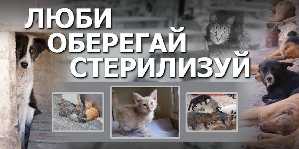19 августа прошел «День бездомных животных» в Москве - фото 2