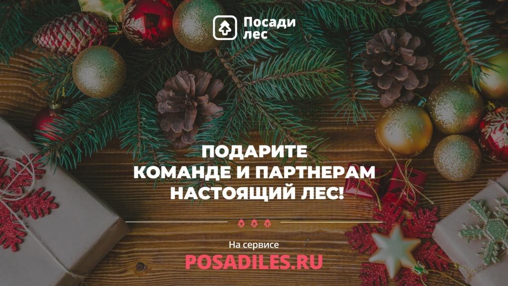  В честь Нового года россиян приглашают подарить стране 100 тысяч ёлок - фото 1