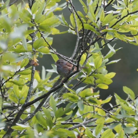 Лесная завирушка и серая куропатка: 65 видов птиц удалось сфотографировать бердвотчерам - фото 5