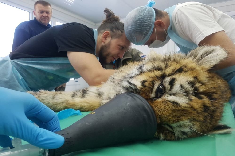 Травмированного тигренка спасли в Приморье - фото 1