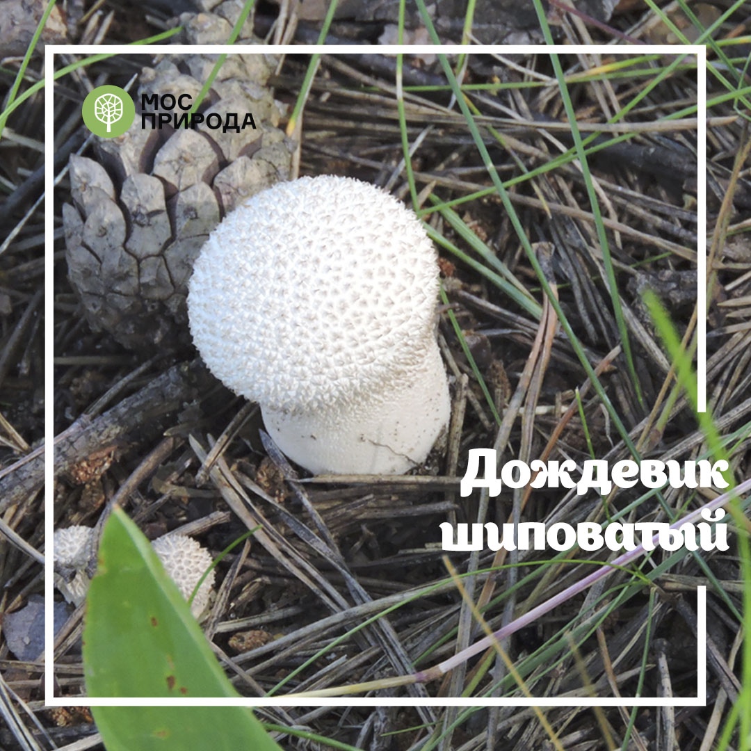 Грибной фотосезон: на особо охраняемых природных территориях Москвы запрещён сбор грибов - фото 1