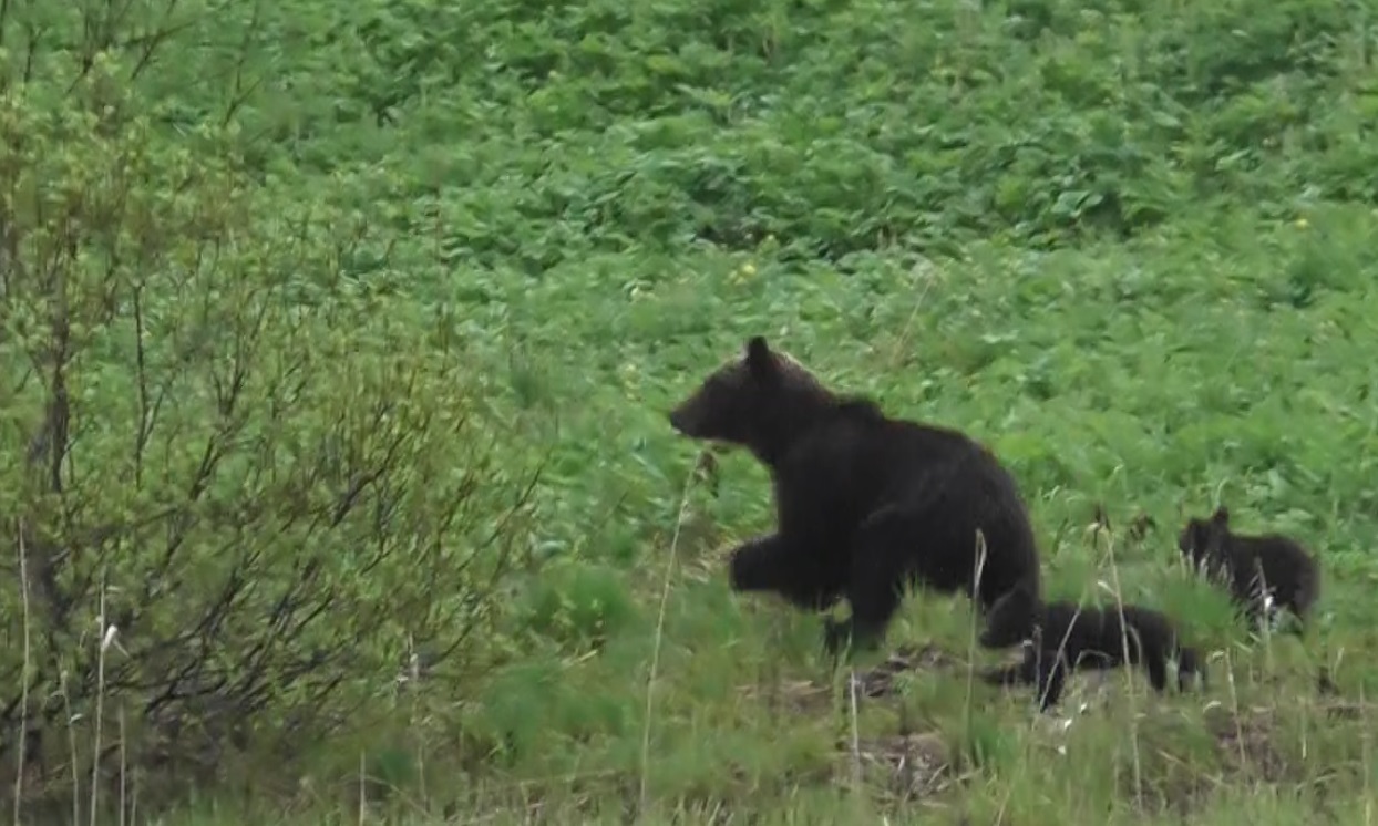 Видео: медведица с медвежатами бежит вдоль озера в Кенозерском национальном парке - фото 1