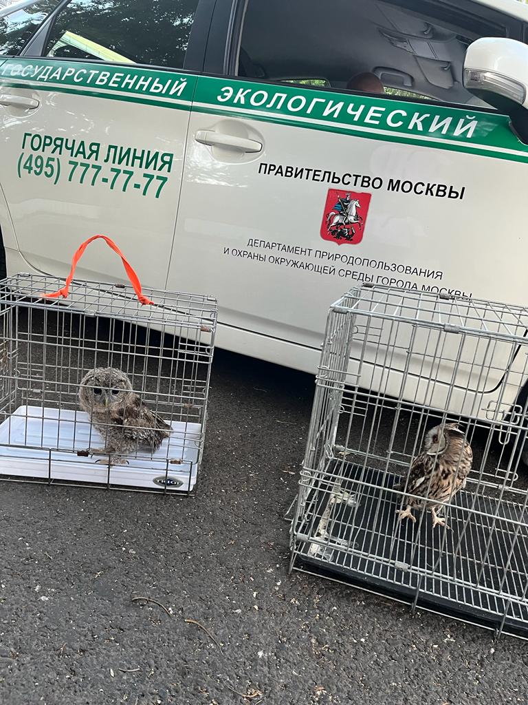Экологи с начала года изъяли 16 редких животных у уличных фотографов в Москве - фото 3