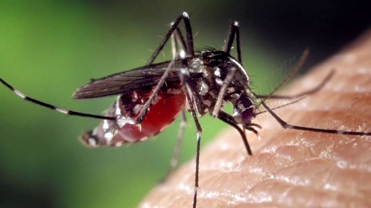 Себя защитим – природе не навредим: Мосприрода рекомендует защищаться от комаров экологичными средствами - фото 1