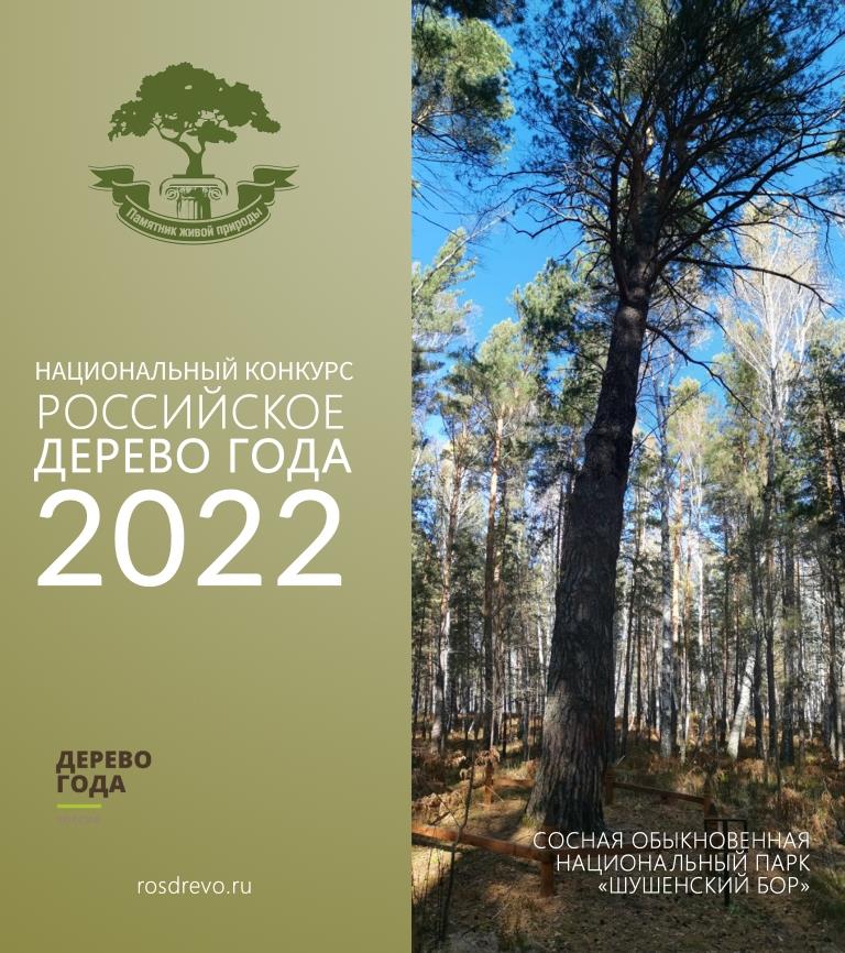 Ровесница Ильича участвует в национальном конкурсе «Российское дерево года - 2022» - фото 1