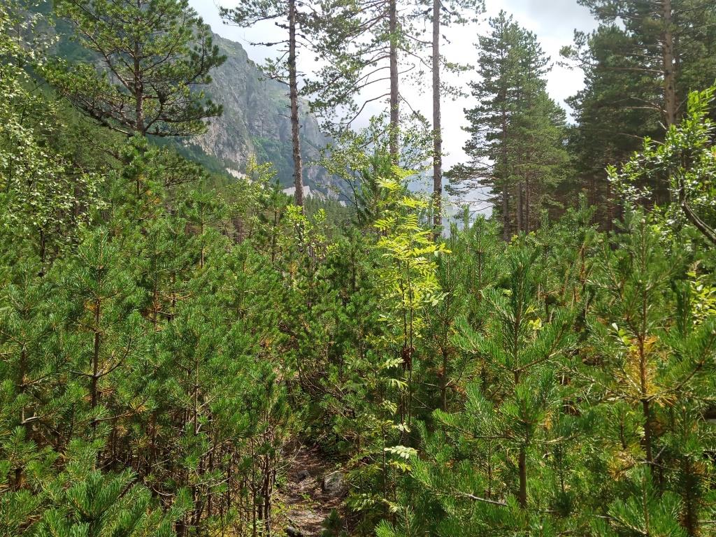  Результативность лесовосстановления оценили на заседании Общественного совета Рослесхоза - фото 2