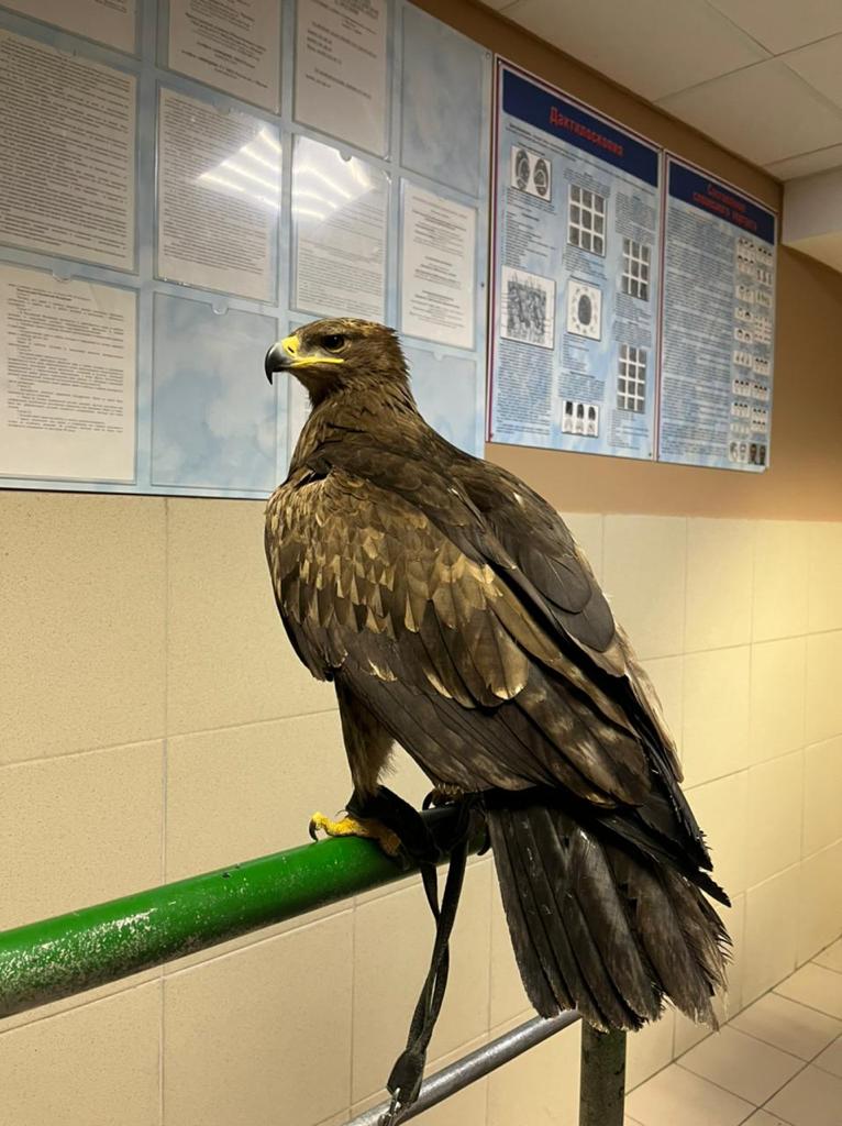 Незаконное фото с птицей высокого полёта: на Арбате спасли краснокнижного орла   - фото 3