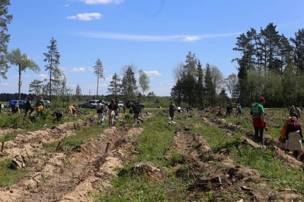 РусКлиматФонд и Росбанк высадили 10 тысяч деревьев в Подмосковье - фото 3