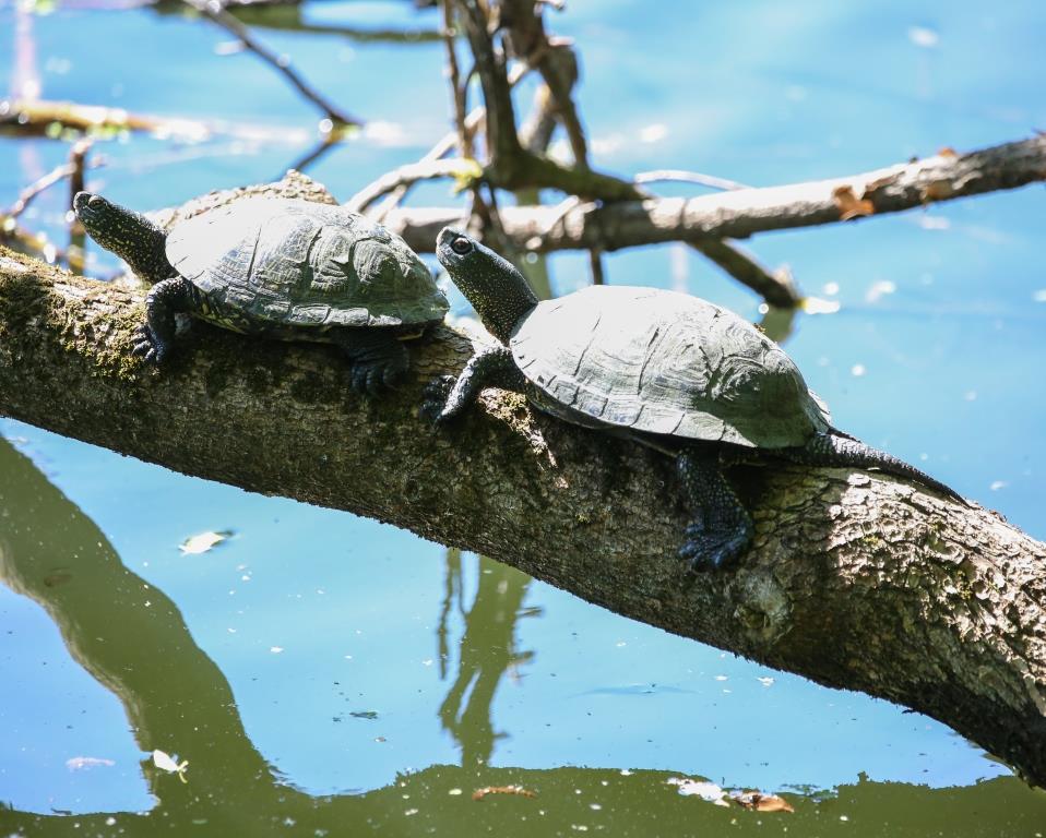 Неторопливые рептилии: на природных территориях показались черепахи - фото 3