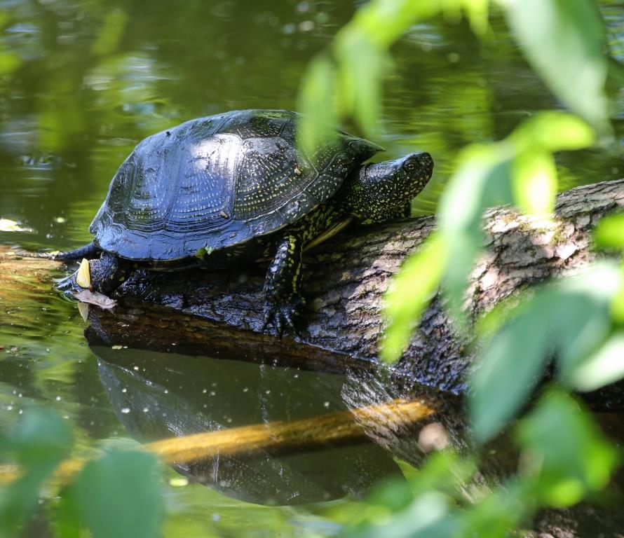 Неторопливые рептилии: на природных территориях показались черепахи - фото 2