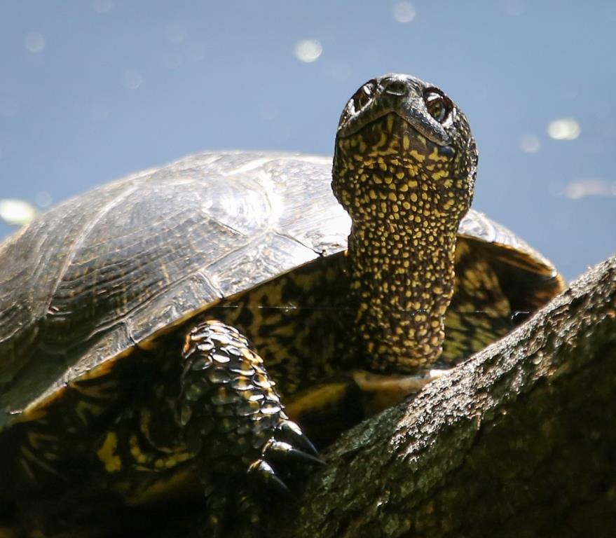 Неторопливые рептилии: на природных территориях показались черепахи - фото 1