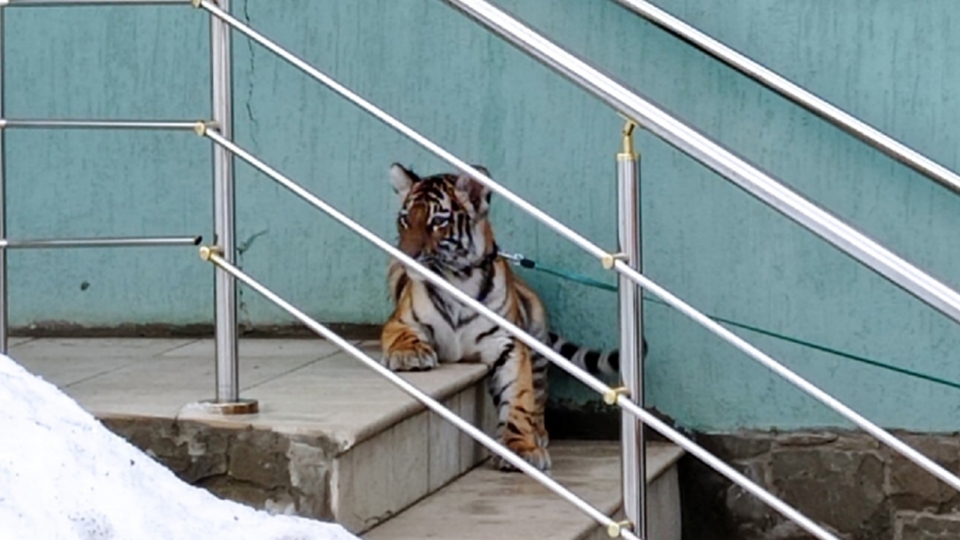 Житель Саратова оштрафован за покупку тигра. Животное не могут найти - фото 1