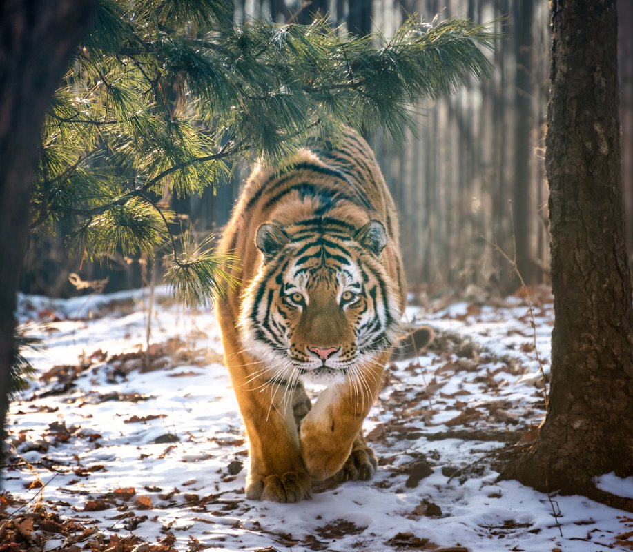 На Дальнем Востоке посчитают всех амурских тигров - фото 2
