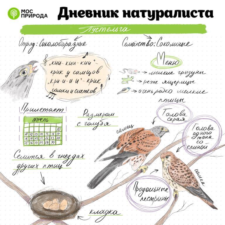 «Дневник натуралиста»: в столицу возвращаются перелетные птицы   - фото 2