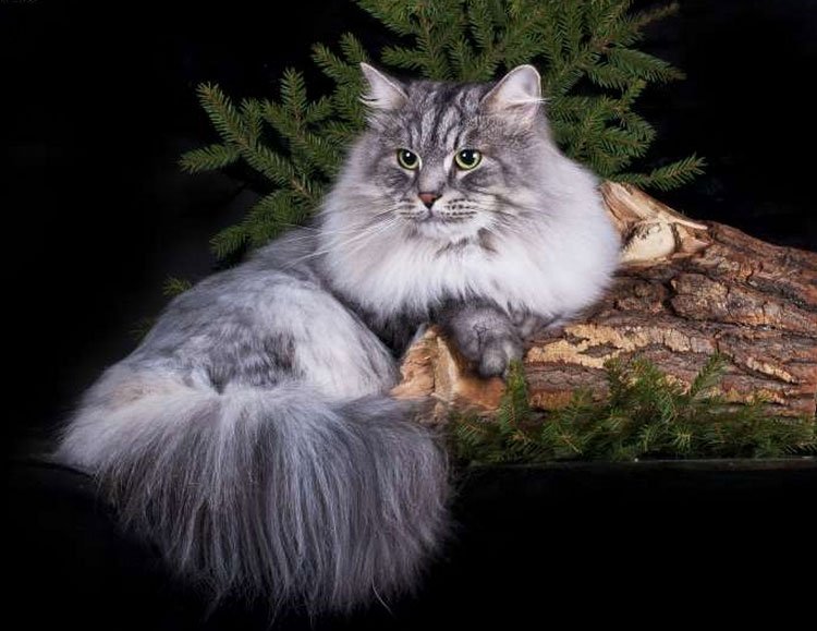 Сибирская кошка: Наш ответ мейн-куну. Русский вариант морозостойкой сверхпушистой породы - фото 1