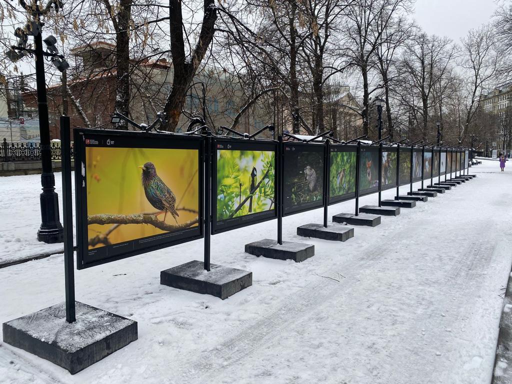 На Гоголевской бульваре открылась выставка фотографий «Биоразнообразие Москвы» - фото 2