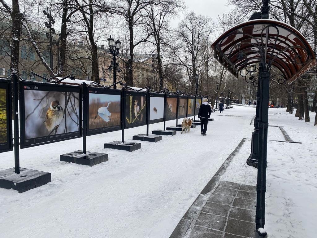 Выставка бульвар. Фотовыставка на Гоголевском бульваре. Фотовыставка под открытым небом. Фотовыставки на бульварах Москвы. Выставка фотографий в Москве.