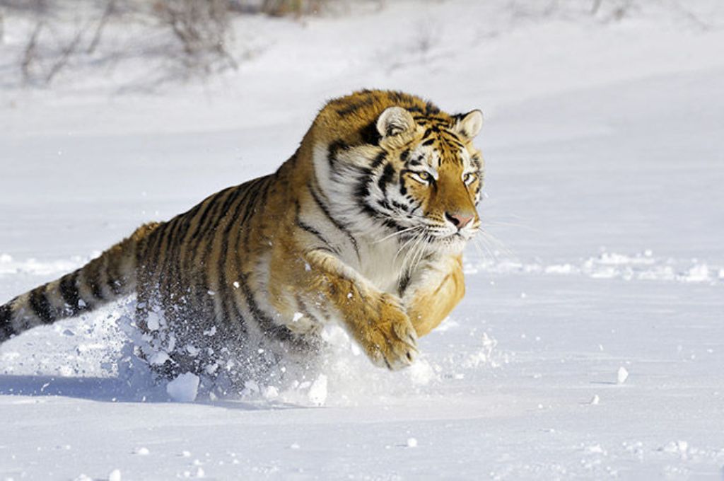 На Дальнем Востоке посчитают всех амурских тигров - фото 4
