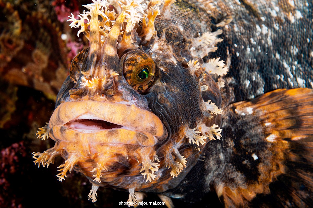 Японская мохнатоголовая собачка: Эту рыбу можно подкормить, а она даст себя гладить - фото 1