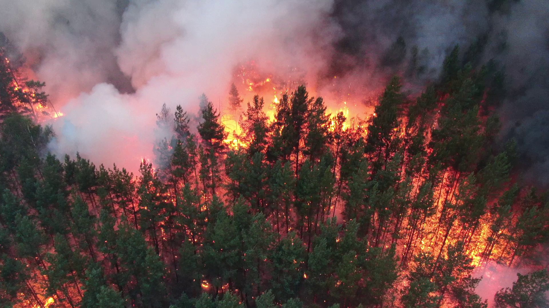 В Греции, где тысячи гектаров леса гибнут в масштабных пожарах, задержали уже 118 поджигателей - фото 1