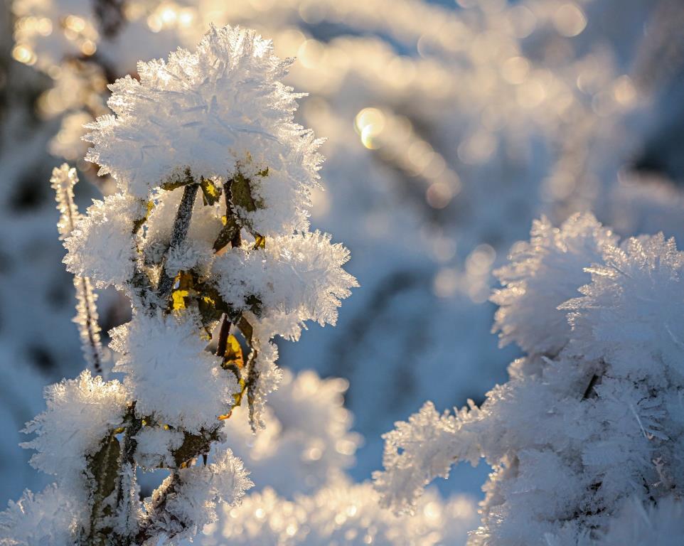Деревья подготовили зимние одежки: на природных территориях Москвы растения ждут зиму - фото 4