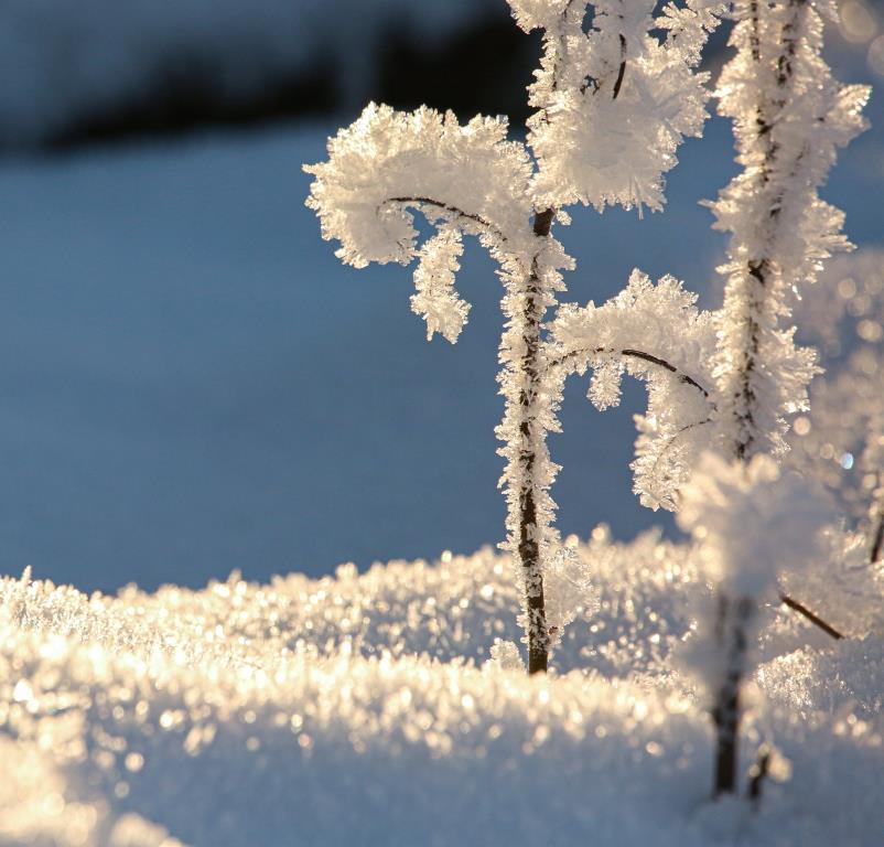 Деревья подготовили зимние одежки: на природных территориях Москвы растения ждут зиму - фото 3