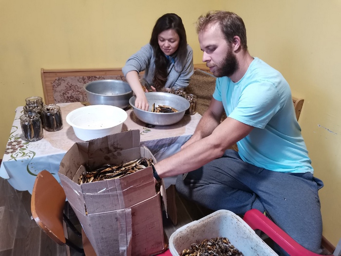 Волонтёры в Кенозерье помогли заготовить более 500 банок со шпротами из ряпушки - фото 2