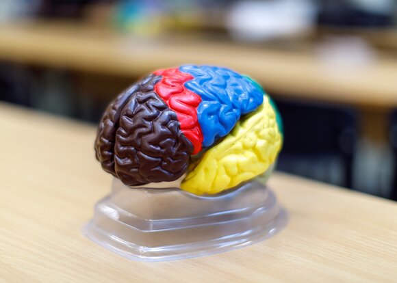Медики России начнут замещать пораженные участки мозга искусственно выращенными частями - фото 1
