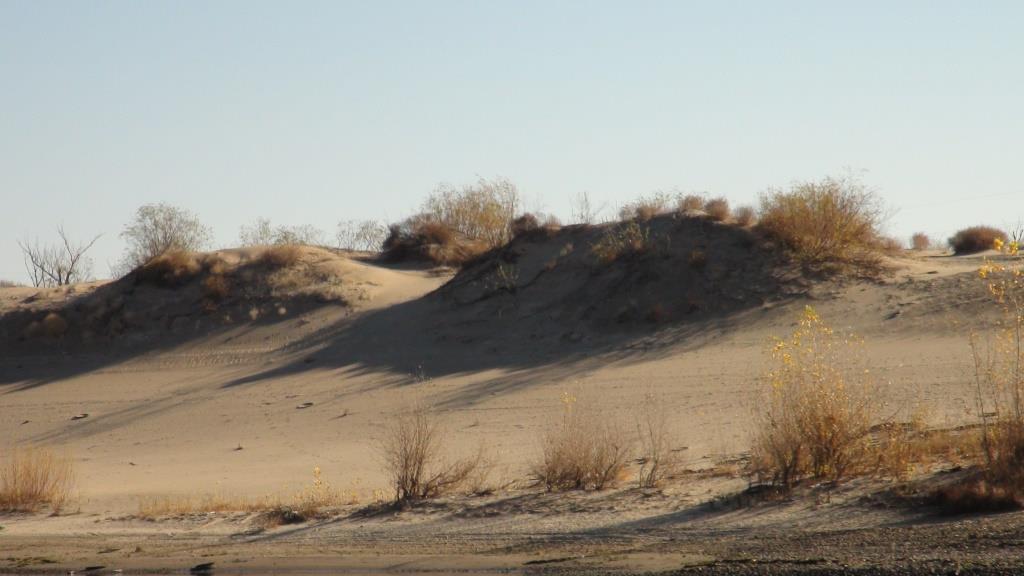 Стремительное наступление песков  может  уничтожить значительную часть полей и пастбищ в Волгоградском регионе - фото 3