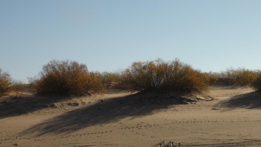 Стремительное наступление песков  может  уничтожить значительную часть полей и пастбищ в Волгоградском регионе - фото 1