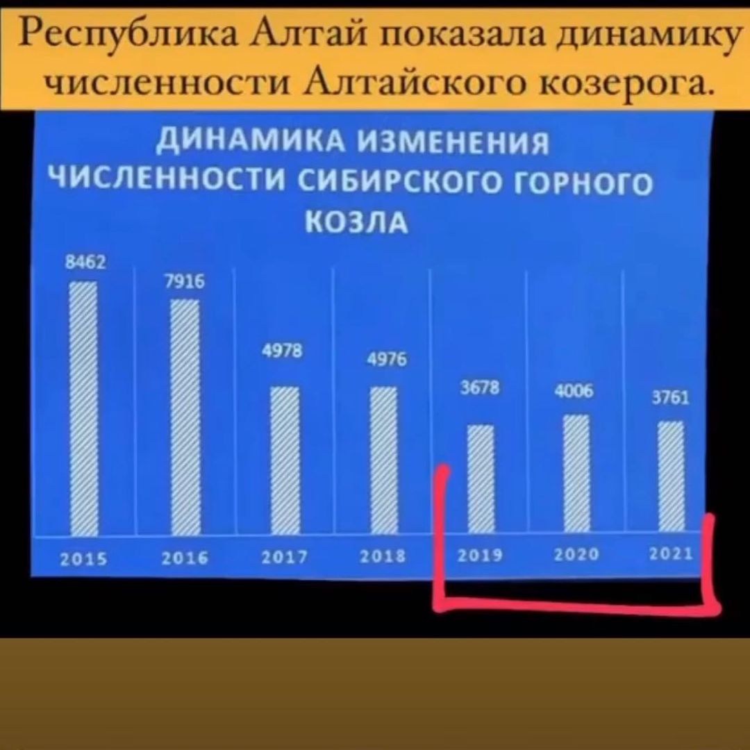 Губернаторский час на "ЭкоГраде". Олег Хорохордин рассказал об  охране и воспроизводстве сибирского горного козла (козерога) на территории Республики Алтай - фото 3