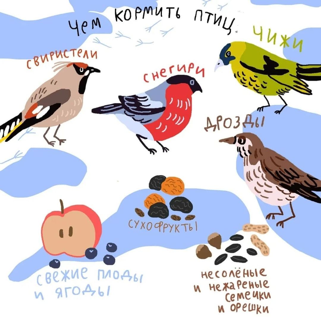 Чем кормить птиц - советы от Кроноцкого заповедника - фото 2