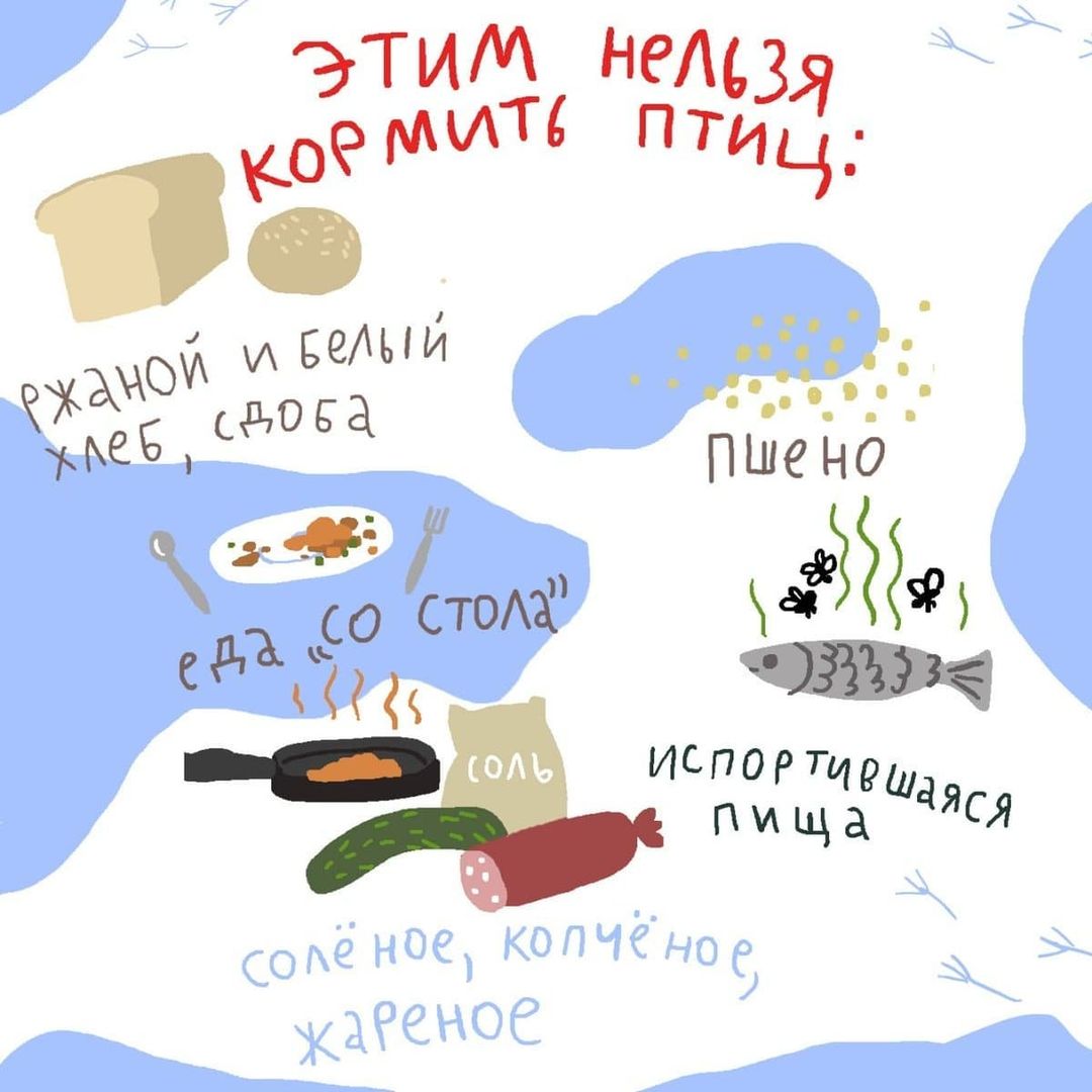 Чем кормить птиц - советы от Кроноцкого заповедника - фото 3
