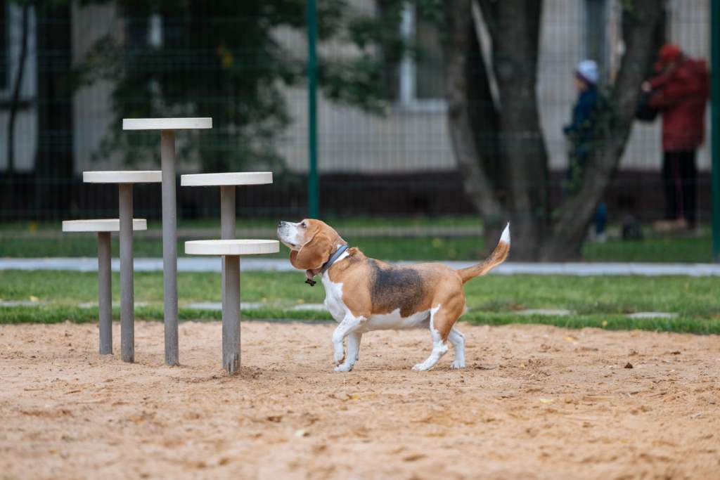  В Москве открылись инновационные площадки для выгула собак  - фото 6