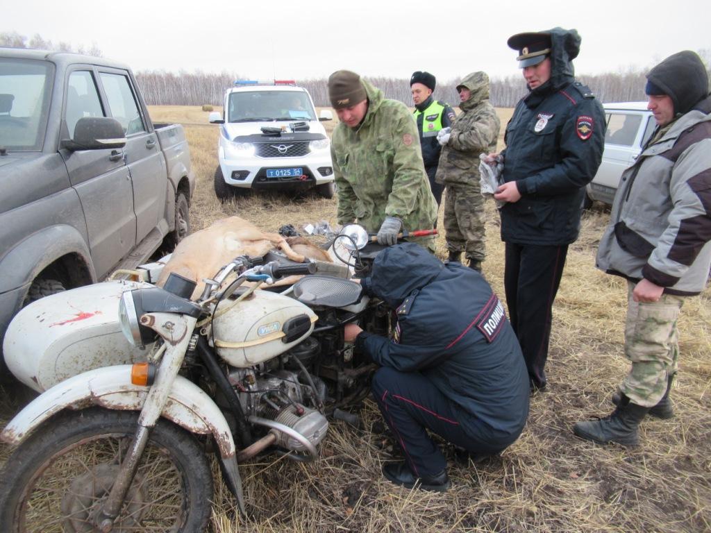 В федеральном заказнике «Кирзинский» поймали браконьеров с пятью тушами косуль - фото 1