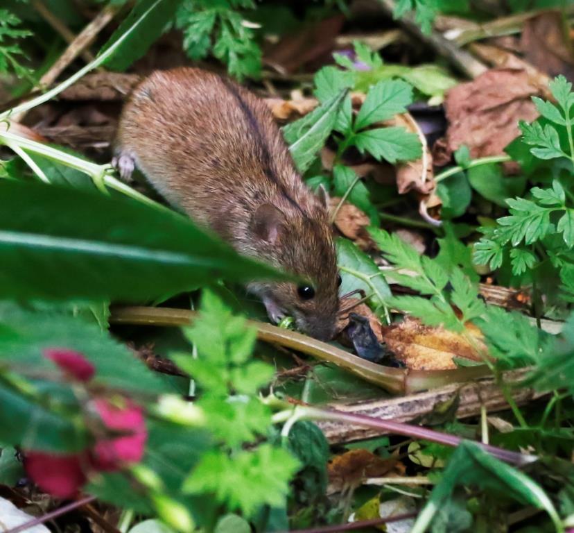 Маленькая, да удаленькая: в Терлецком лесопарке замечена полевая мышь - фото 2