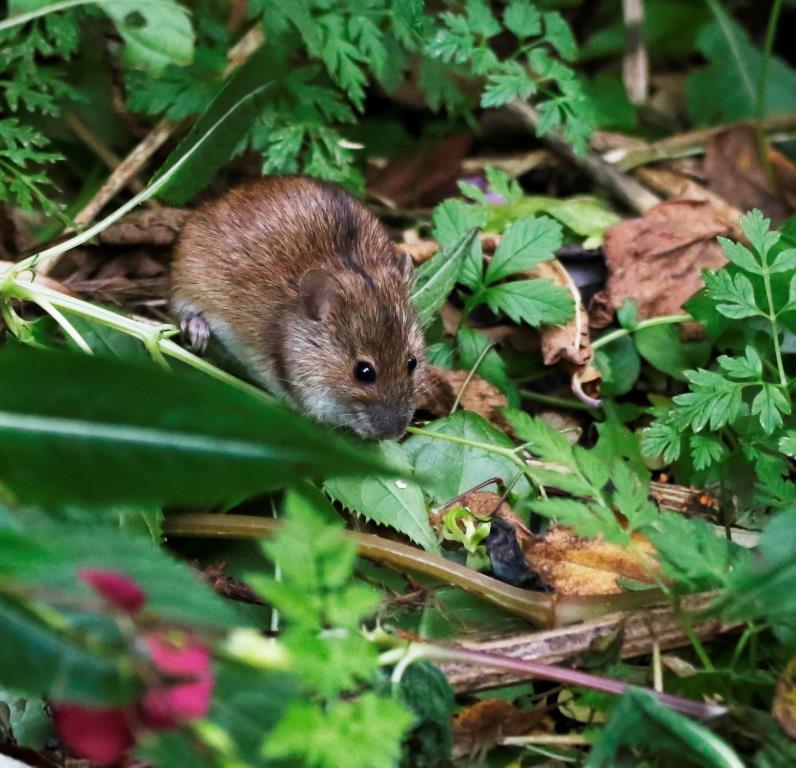 Маленькая, да удаленькая: в Терлецком лесопарке замечена полевая мышь - фото 3