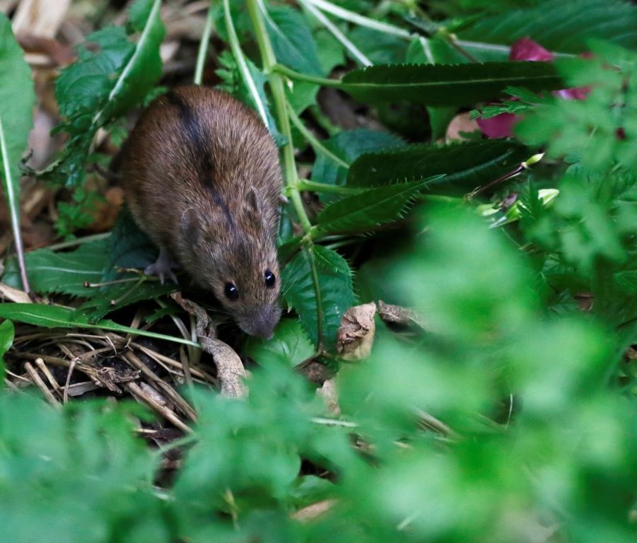 Маленькая, да удаленькая: в Терлецком лесопарке замечена полевая мышь - фото 4
