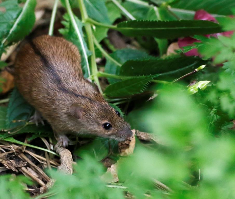 Маленькая, да удаленькая: в Терлецком лесопарке замечена полевая мышь - фото 5