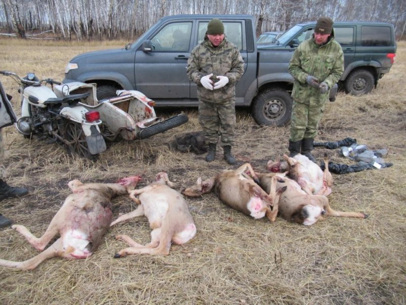 В федеральном заказнике «Кирзинский» поймали браконьеров с пятью тушами косуль - фото 3