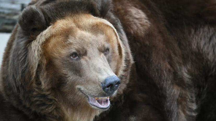 Тюменец , убитый медведем, оказался браконьером - фото 1