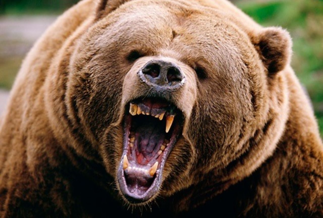В лесу Тюменской области медведь напал на трех мужчин - фото 1