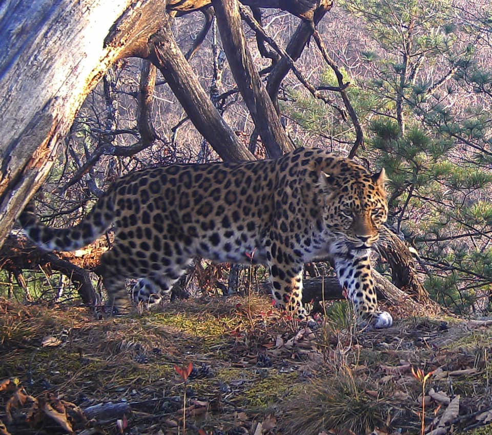 Количество фотоловушек в нацпарке «Земля леопарда» превысило 450 штук - фото 2
