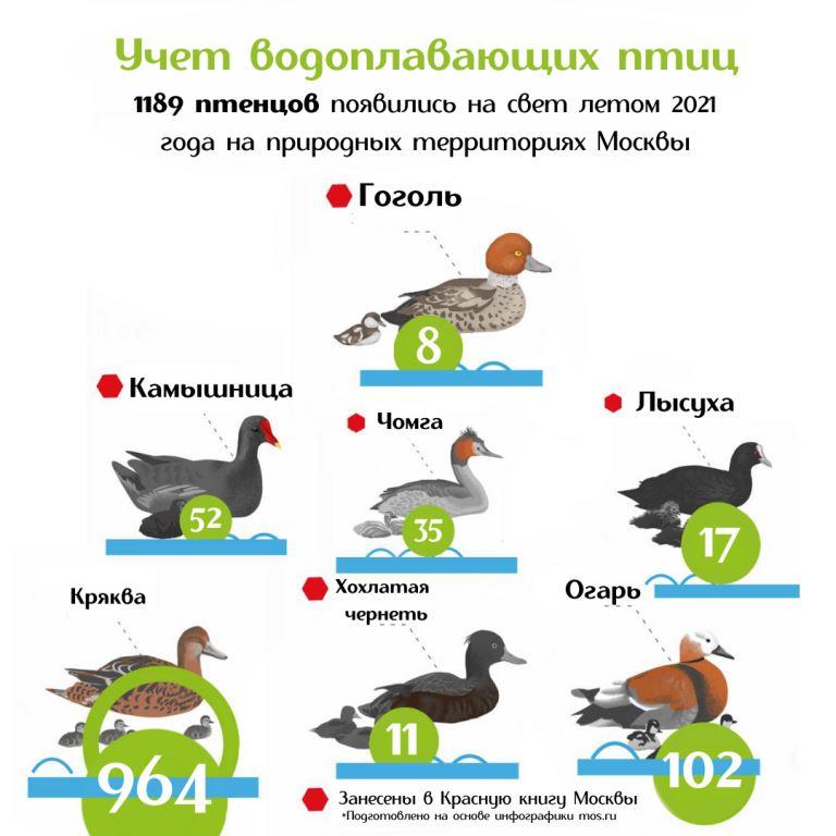 Танец маленьких утят: более 1 000 птенцов водоплавающих птиц появилось летом на природных территориях Москвы - фото 2